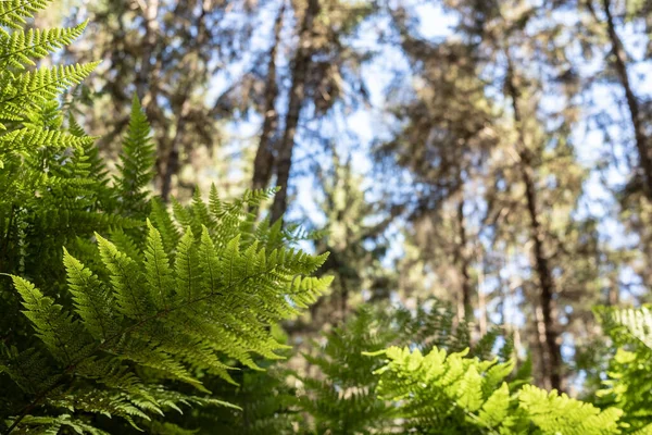 Hermoso Helecho Los Rayos Del Sol Bosque Sobre Fondo Los —  Fotos de Stock