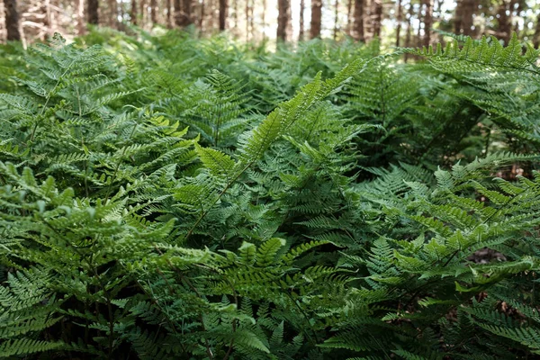 Helecho Verde Sobre Fondo Los Árboles Bosque Día Verano —  Fotos de Stock