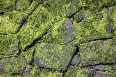 Yeşil yosunlarla kaplı taş seti. Yakın plan. Üst görünüm.