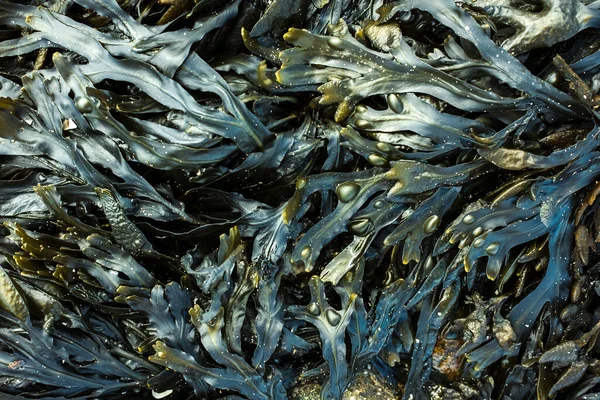 Fucus Algas Marinhas Comestíveis Frescas Como Fundo Abstrato Para Temas — Fotografia de Stock