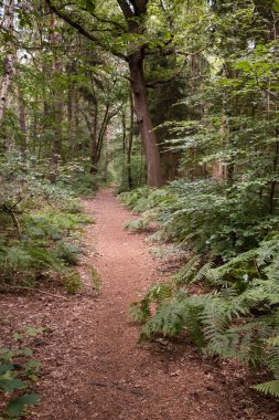 Güzel bir ormanda, ağaçların ve eğreltiotlarının arasında bulutlu bir yaz gününde patika. Turizm ve aktif yaşam tarzı.
