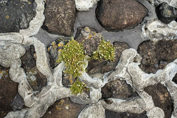 Macskakövek Betonozása Erózióból Származó Cementtel Zöld Növényekkel Másold Helyet Első — Stock Fotó