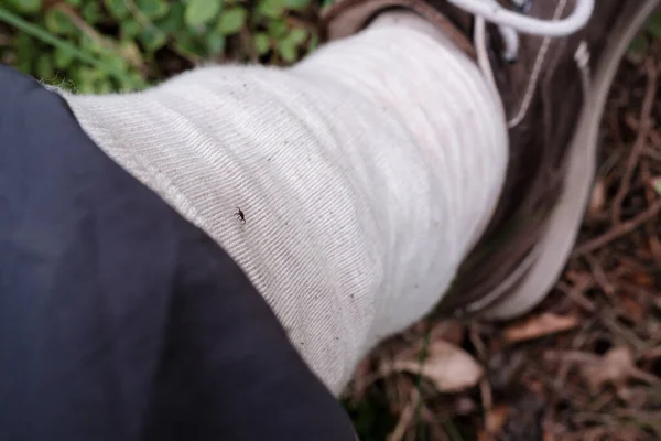 Protection against tick bites, trouser leg tucked into a light sock, in order to detect parasites on clothes in the forest and park