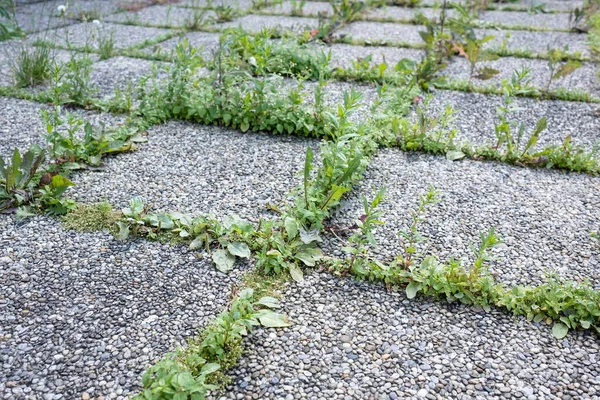 草で覆われた長方形の石の道 — ストック写真