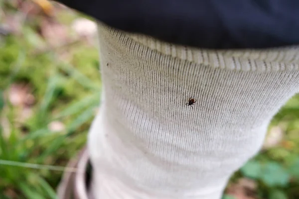 Tick Sits Clothing Bite Leg Tucked Light Colored Socks Safety Stock Image