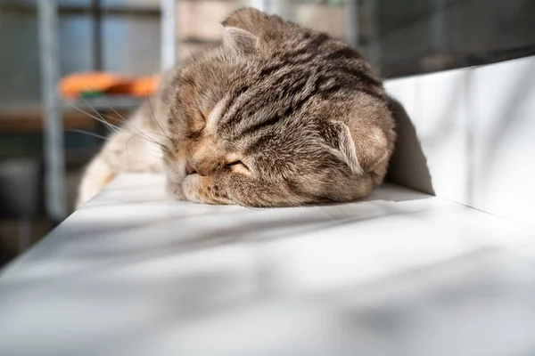 Cat Scottish Fold Duerme Estrecho Alféizar Con Pata Colgando Balcón — Foto de Stock