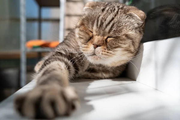 Cat Scottish Fold Lies Windowsill Its Big Paw Stretched Out — Stock Photo, Image