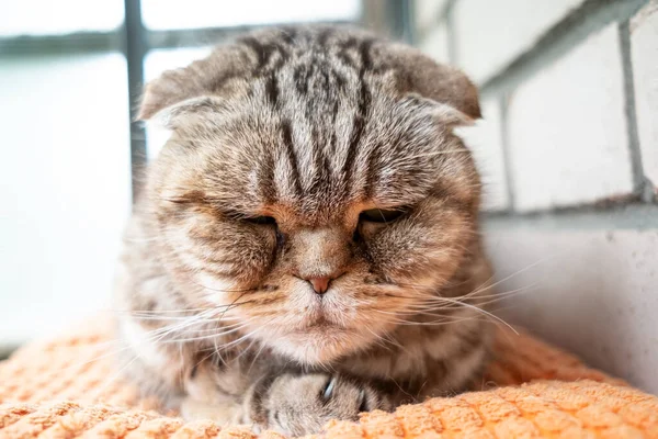 Kedi Skoç Katliamı Depresyonda Bir Yastığın Üzerinde Bir Tuğla Duvarın — Stok fotoğraf