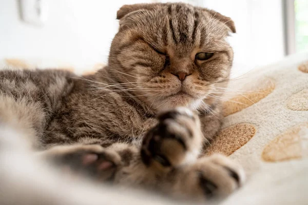 思慮深く 不満を持つ猫 スコティッシュベッドの上には 銃口の面白い表現で折り畳まれています — ストック写真