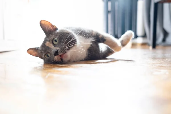 Macska Túlmelegedett Utcán Egy Forró Nyári Napon Feküdt Házban Parketta — Stock Fotó