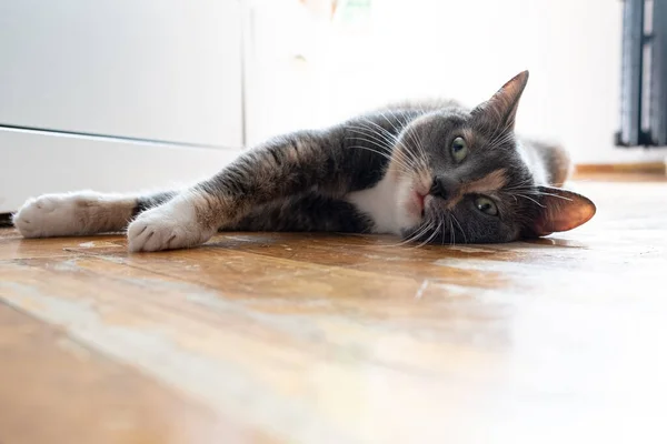猫は暑い夏の日に通りで過熱し その銃口に奇妙な面白い表現で 寄木細工の床に家の中に横になりました 一番下だ — ストック写真
