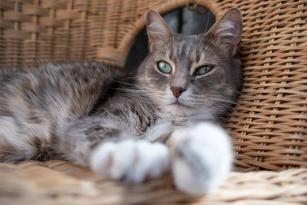 Kočka Krásnýma Zelenýma Očima Odpočívá Ratanovém Křesle Balkóně Horkého Letního — Stock fotografie