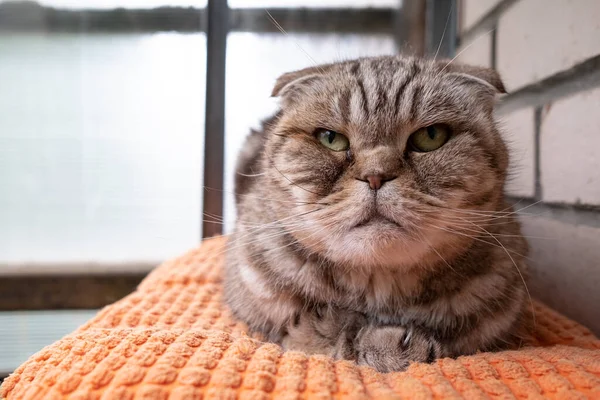 Upset Cat Scottish Fold Lies Pillow Looks Sad Eyes Pet — Stock Photo, Image