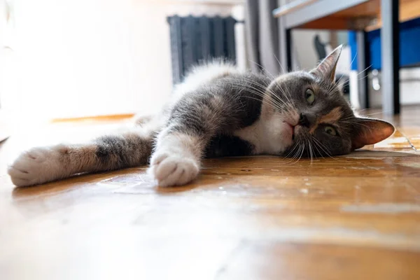 Macska Túlmelegedett Utcán Egy Forró Nyári Napon Feküdt Házban Parketta — Stock Fotó