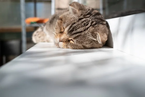 Cat Scottish Fold Sleeps Windowsill Summer Sun Balcony Close — Stock Photo, Image