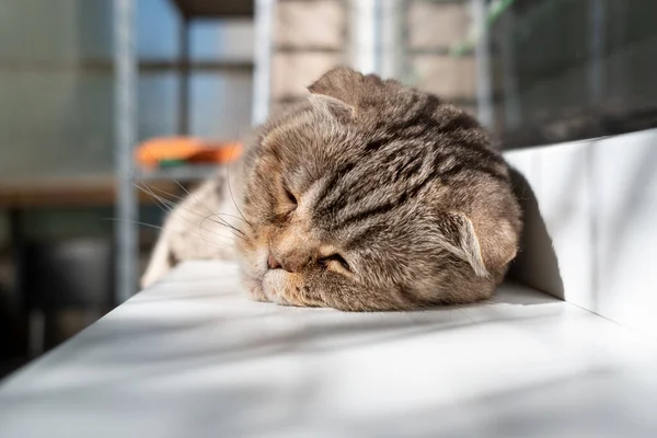 Cat Scottish Fold Está Com Humor Deprimido Ela Deita Peitoril — Fotografia de Stock