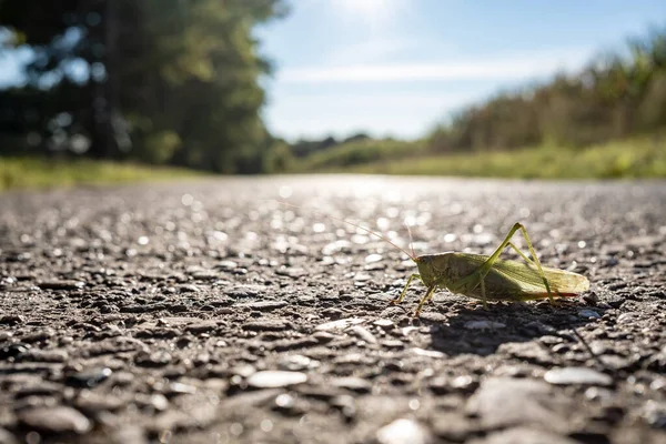 Grasshopper Carretera Sobre Fondo Borroso Campo Maíz Día Soleado Otoño — Foto de Stock
