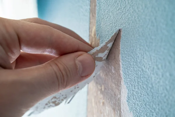 Male Hand Removes Old Blue Paper Wallpapers Wall Natural Light — Stock Photo, Image