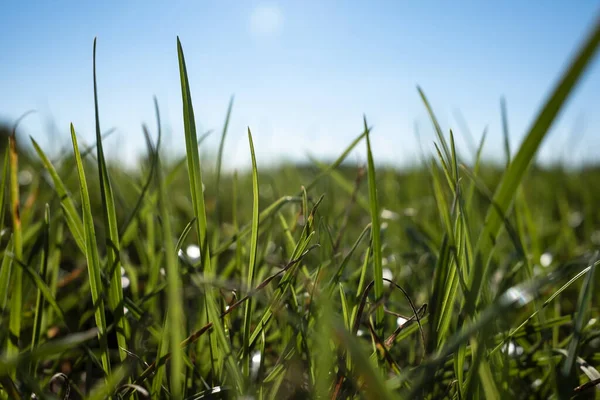 夏の晴れた日には青空に対する緑の芝生のクローズアップ 下からの眺め 休暇と休息の概念 — ストック写真