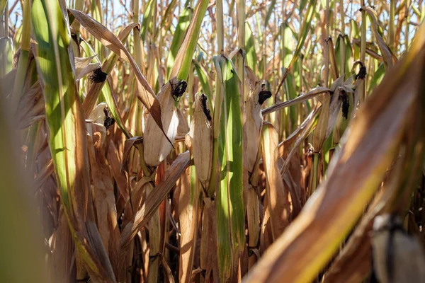Maisfeld Aus Nächster Nähe Einem Sonnigen Herbsttag Maiskolben Zwischen Grünen — Stockfoto