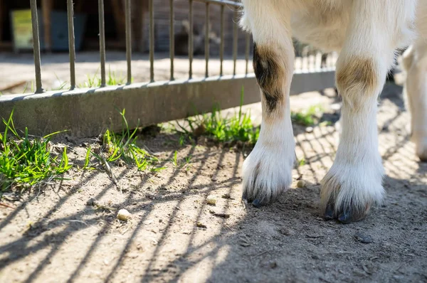 Patas Cabra Con Pezuñas Cerca Una Granja Cerca Una Cerca —  Fotos de Stock