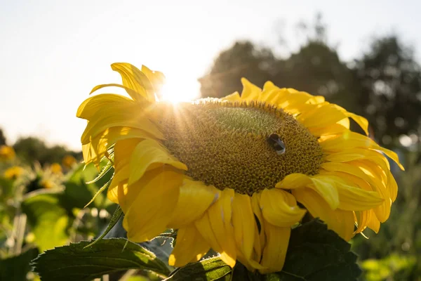 Прекрасний Квітучий Геліантус Якому Джмелі Збирають Нектар Тлі Яскравого Сонця — стокове фото
