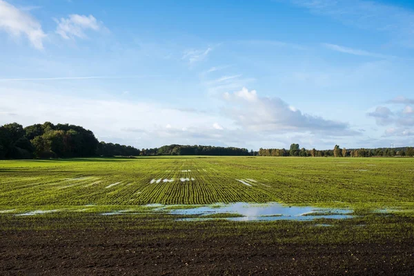 Fält Med Grodda Växter Översvämmas Delvis Vatten Efter Regn Mot — Stockfoto