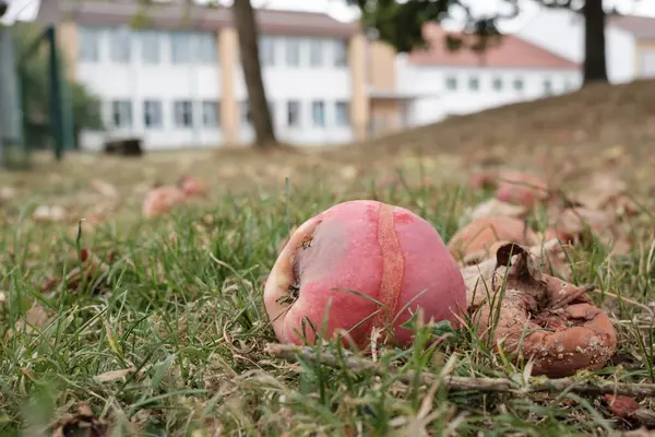 Fallen Rotten Apples Ground Orchard Backdrop Buildings City — Stock Photo, Image