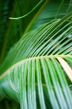 Kavisli palmiye yaprakları. Üst Manzara. Yakın plan..