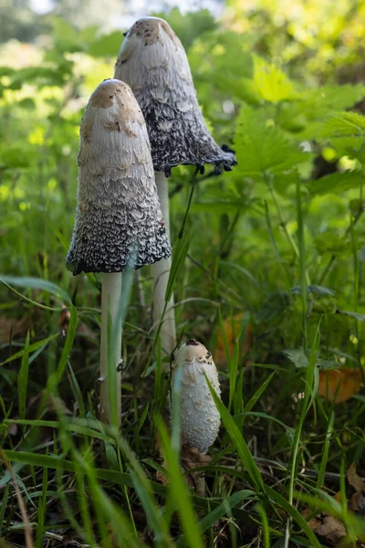 Gruppo Coprinus Comatus Diverse Fasi Autolisi Erba Verde Nella Foresta — Foto Stock