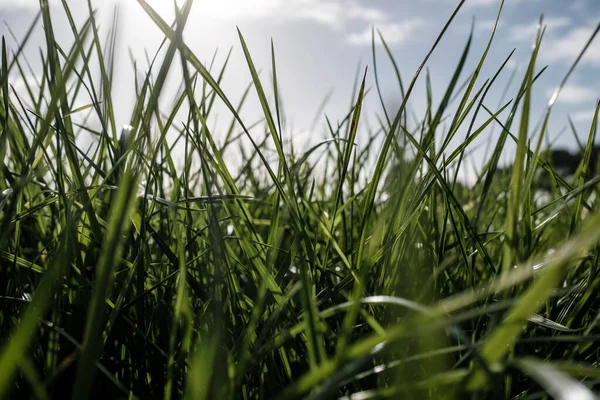 夏の日には 雲や陽射しで空の背景に緑の芝生のクローズアップは 以下からの眺め 休暇と休暇のコンセプト — ストック写真