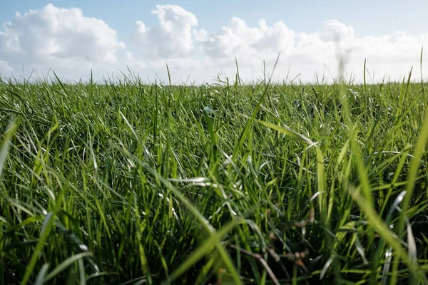 緑のジューシーな草で牧草地 家畜のための良い食品 雲と青空の背景に牧草地 夏の日に農業風景 下の図 — ストック写真