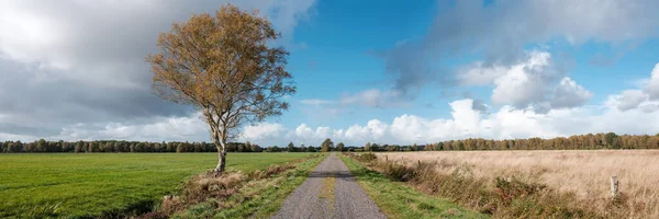 Panorama Vackert Lantbrukslandskap Landsväg Med Däckspår Ett Ensamt Träd Med — Stockfoto