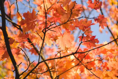 Mavi gökyüzünün arka planında akçaağaç yaprakları. Sonbahar arkaplanı