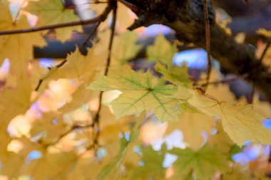 Sarı akçaağaç yaprakları yakında. Sonbahar arkaplanı.