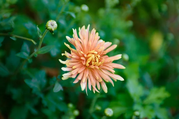 Färgglada Trädgård Landskap Skonsam Krämig Aster Närbild Ljus Blomning Hösten — Stockfoto