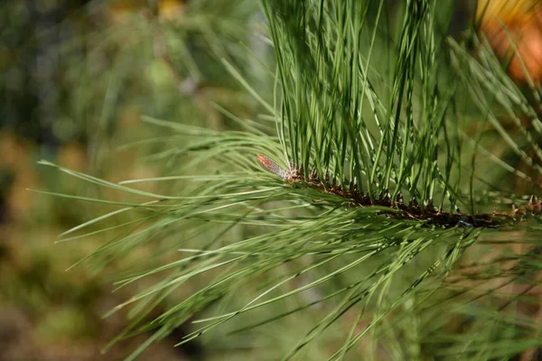 Germes Frais Brin Pin Montagne Branche Pins Dans Une Forêt — Photo