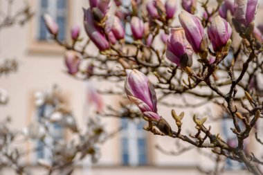 Polonya Zielona Gora 'da çiçek açan beyaz manolya ağacı, 04.03.2022. Çiçek mevsimi.