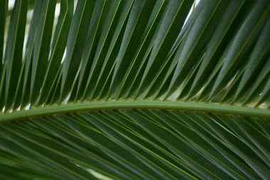 Yeşil palmiye yaprağı dokusu. Tropik palmiye yapraklarının soyut arkaplanı. Zielona Gora 'daki tropik sera.