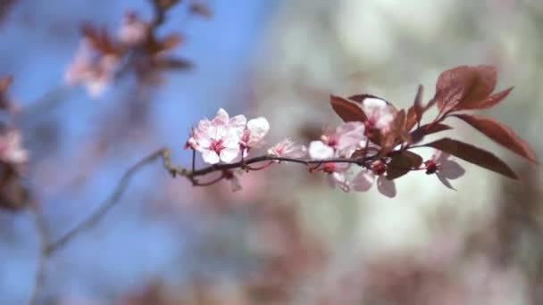 Árboles Frutales Florecientes Flores Cerezo Florecientes Cerca Fondo Primavera — Vídeos de Stock
