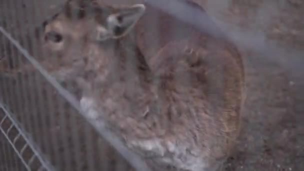 Enfant Nourrit Des Cerfs Sauvages Avec Ses Mains Dans Zoo — Video