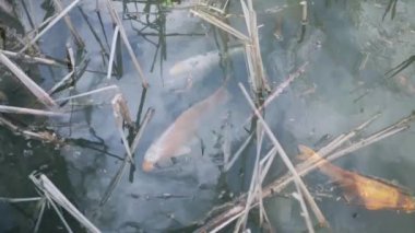 Kırmızı balık ve yaban ördeği gölette yüzüyor. Zielona Gora, Polonya 'daki Botanik Bahçesi.