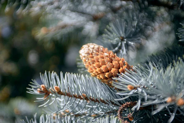 Branch Blue Pine Tree Cone Close — Foto de Stock