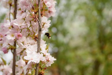 Çiçek açan meyve ağaçları kapanır. Bumblebee polen topluyor. Bahar çiçeği arkaplanı.