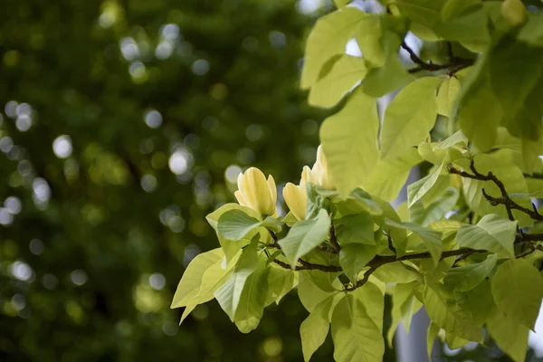 Gele Magnolia Close Exotische Bloem Zon — Stockfoto