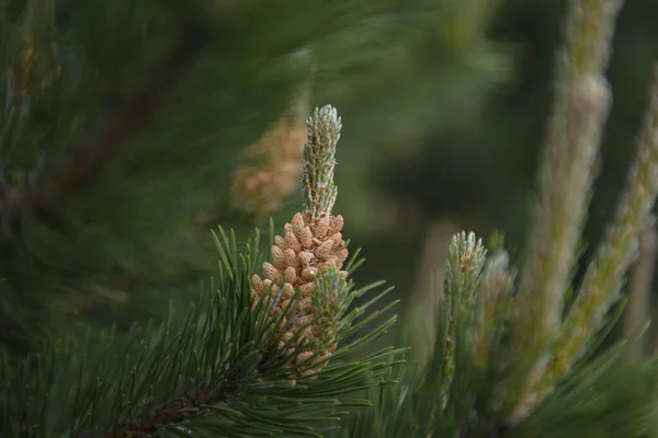 Cones Pinheiro Jovens Fecham Floresta Coníferas Polónia — Fotografia de Stock