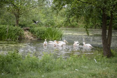 Büyük beyaz pelikan sürüsü yaklaşıyor. Pelikanlar yeşil bir manzaranın arka planında farklı pozlarda dururlar.
