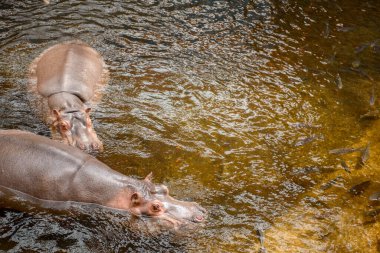 Gölde Afrika suaygırları var. Hayvanlar doğal ortamlarında.
