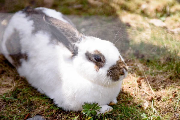 Ein Flauschiges Kaninchen Weidet Auf Grünem Gras Nettes Haustier — Stockfoto