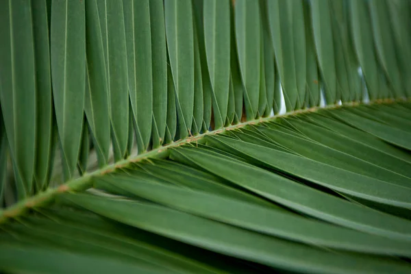 Texture of green palm leaf. Abstract background of tropical palm leaves. Tropical greenhouse in Zielona Gora.
